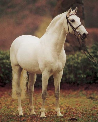 Carolus I - Stallion